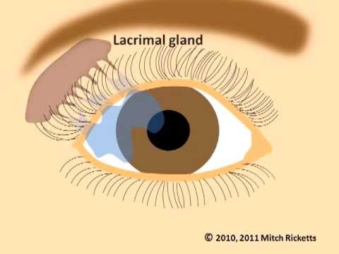 Eye Anatomy: Eyes and Eyesight, Part 1, V2 Most recent Model